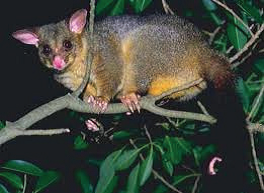 The possum – a natural host of the paralysis tick