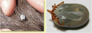 A paralysis tick in the fur and an engorged paralysis tick