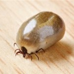 paralysis tick treatment guide