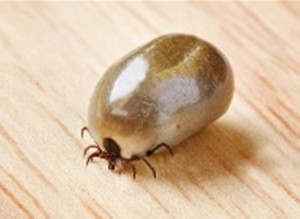 paralysis tick