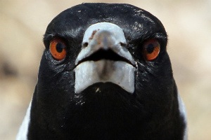 Magpie's Nest — menacing egg