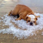 bulldog-on-ice