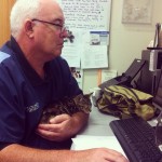 Dr David hard at work with a stray kitten
