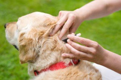 the best flea control for dogs