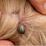 paralysis tick in dogs