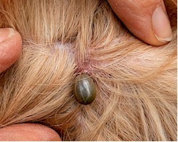 paralysis tick in dogs
