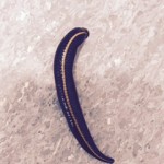 leech