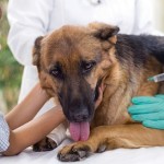 puppy vaccinations, puppy vaccinations schedule, puppy immunisatio