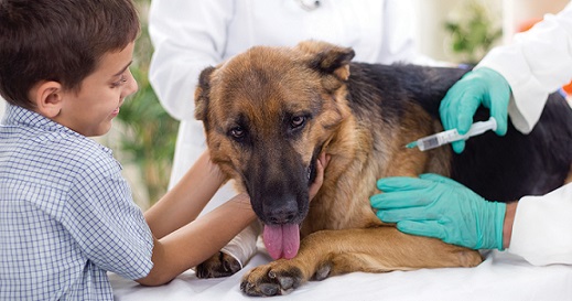 puppy vaccinations, puppy vaccinations schedule, puppy immunisatio