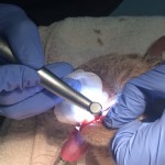 One of Latte's teeth being extracted