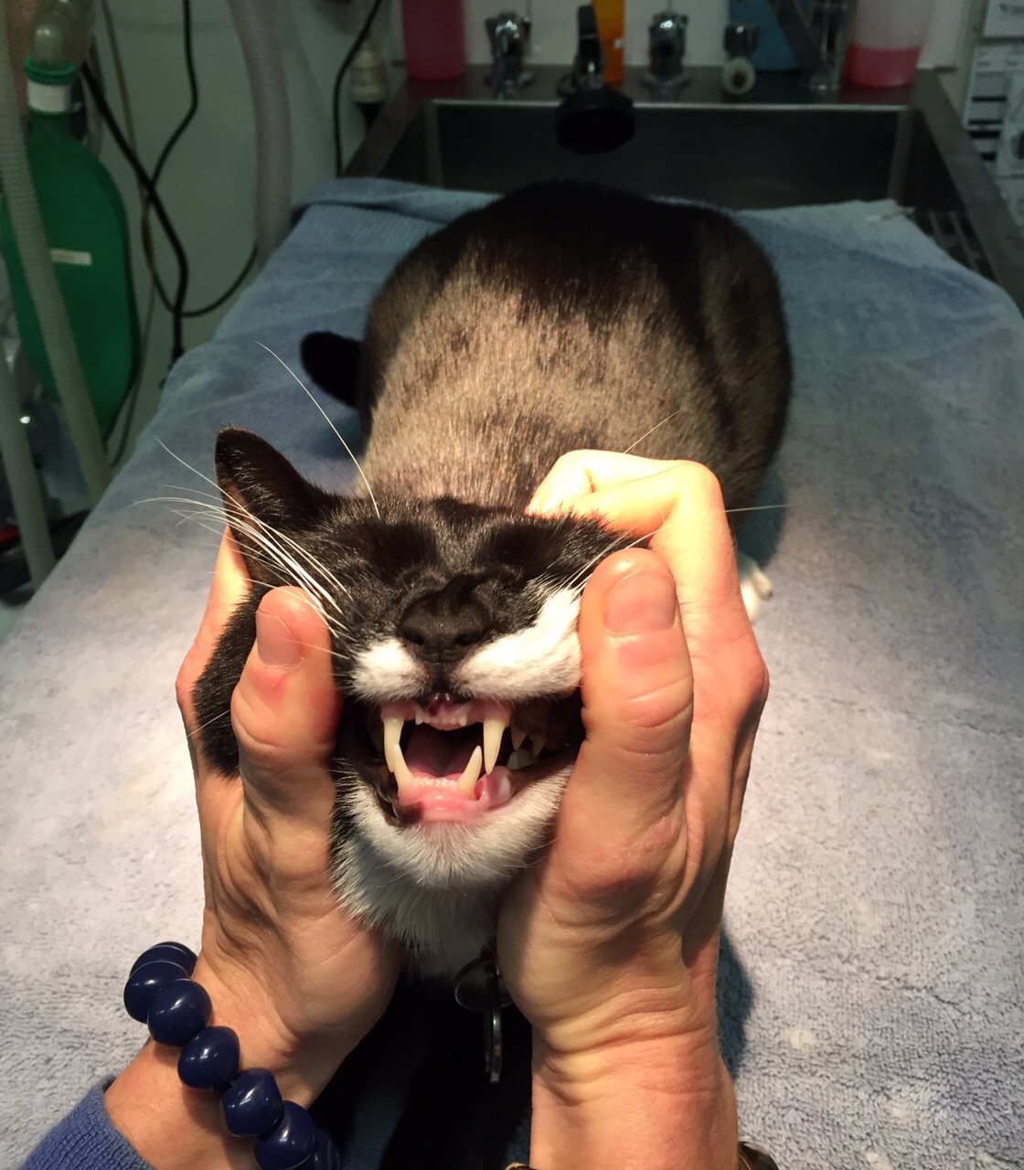 dental check for cat