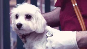 dog health check, dog health problems, dog care, heart disease in dogs, dog surgery sydney