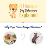 unusual dog behaviours explained