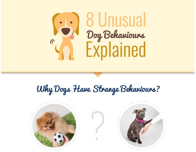 unusual dog behaviours explained
