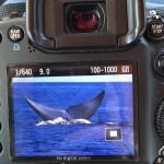 A picture of a picture of Blue Whales, taken by Nurse Janie