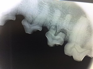 While this dogs teeth looked healthy, radiographs of the teeth showed severe dental disease - this particular tooth needed extracting.