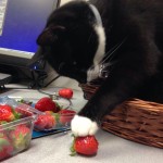 Just because the teeth marks in it are suspiciously feline, you CANNOT prove I ate the strawberry...