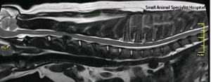 The team at SASH used their MRI scanner to get this image of Otis' spine. Note the black bulging material.