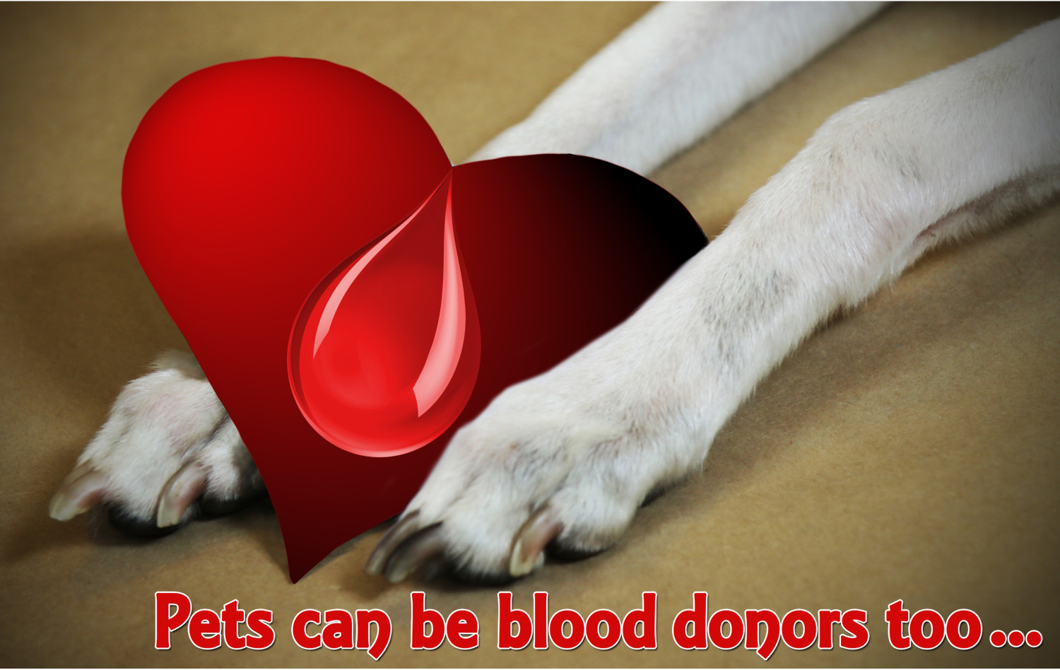 Call Out For Canine And Feline Blood Donors Gordon Vet