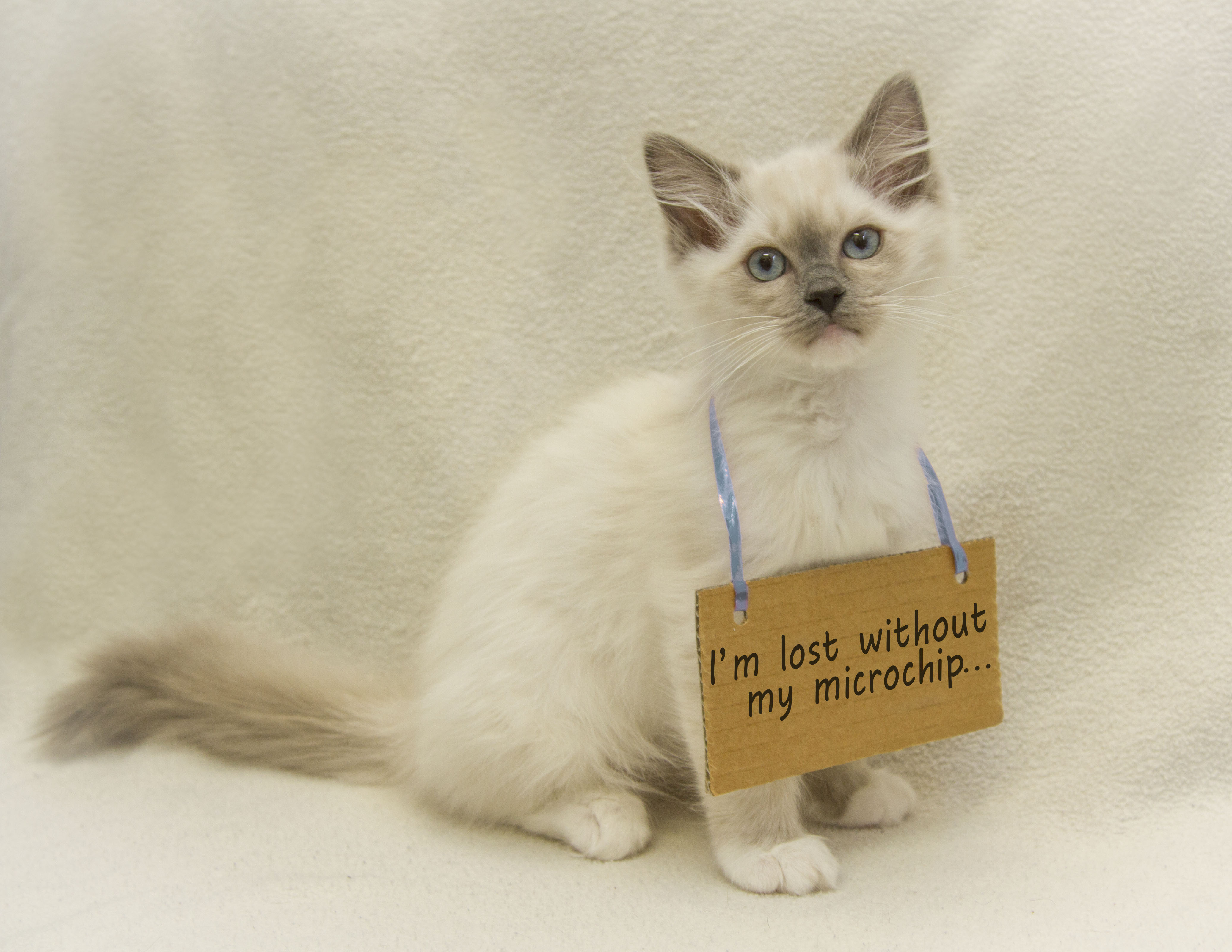 Microchip kitten hot sale