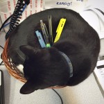 You curl up for a little nap and someone turns you into a pen holder!