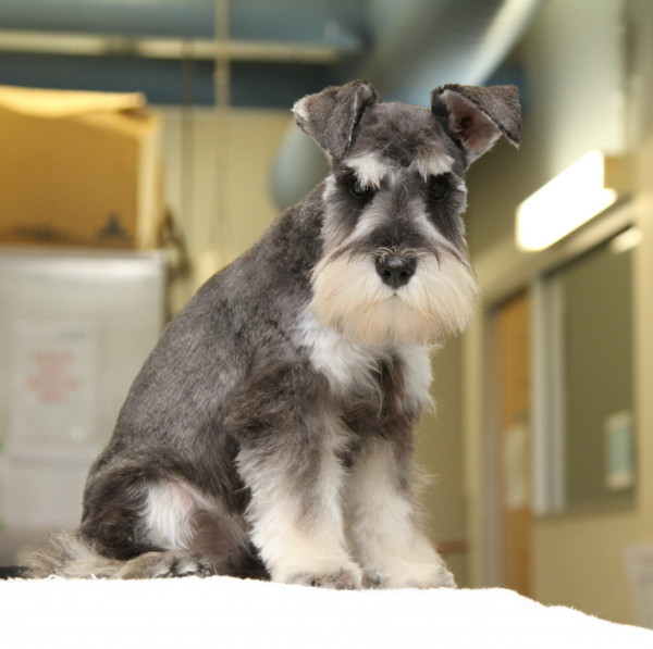 New Puppy Pneumonia | Gordon Vet