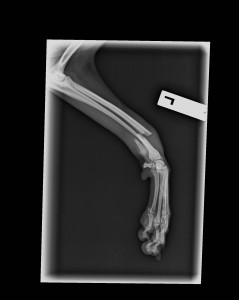 A "mediolateral" radiograph of Grey's leg showing the fracture.