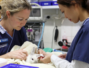 Dr Helen and Dr Gen placing a catheter in a rabbit.