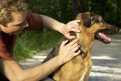 paralysis tick prevention for dogs