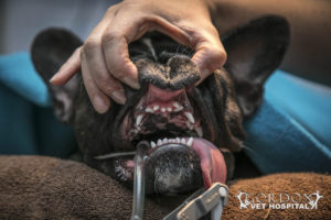 dental care for dogs