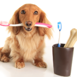 dog dental care