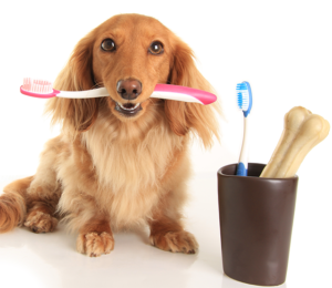 dog dental care