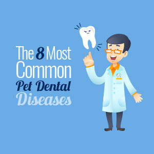 8 most common pet dental diseases infographic