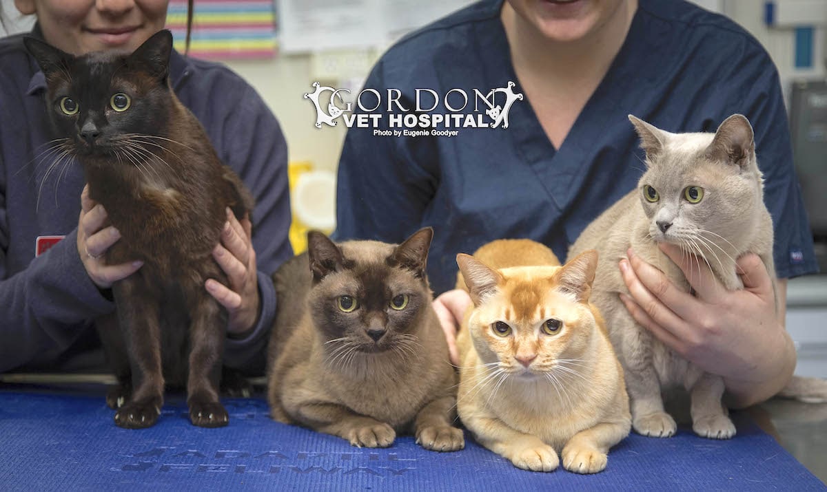 Cat Care Clinic Sydney - Gordon Vet Hospital | Gordon Vet