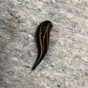 Watch out – Leeches about